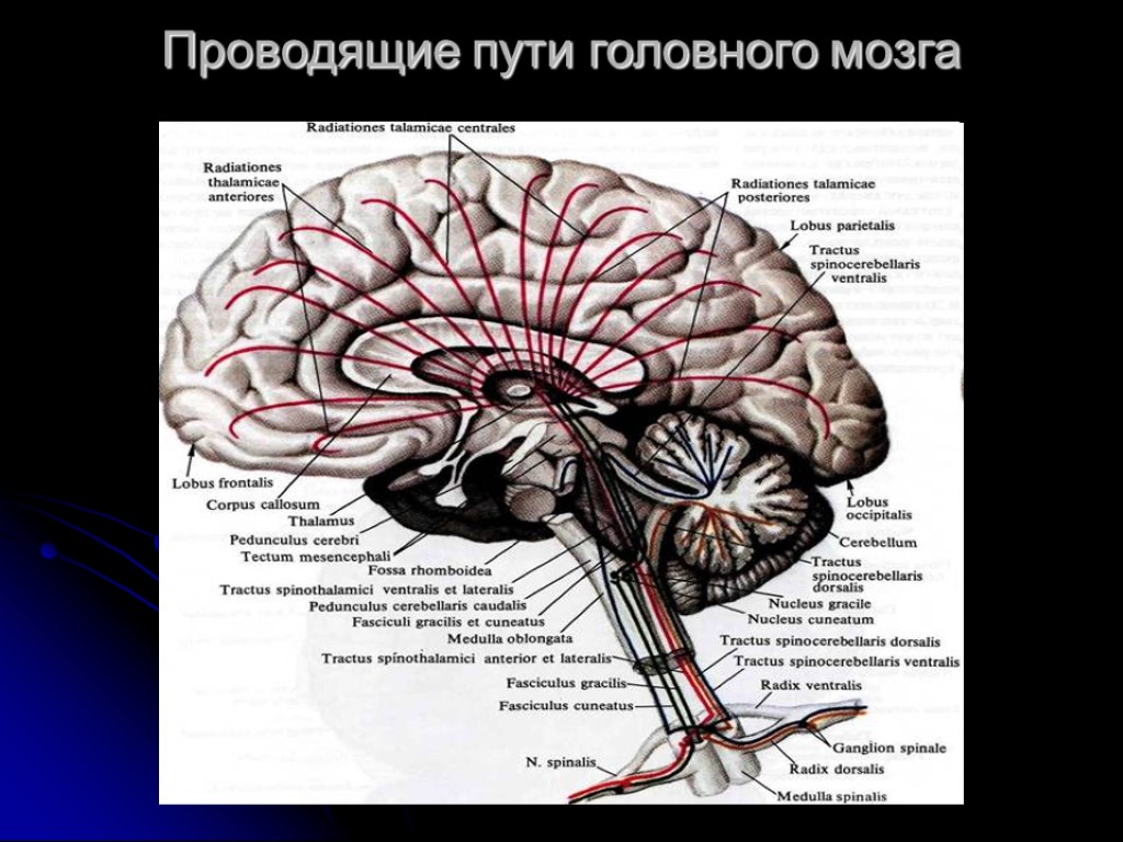 Пути мозжечка схема проводящие